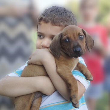 Monroe County Animal Shelter: Adopt, Volunteer & Make a Pawsitive Impact Monroe County Animal Shelter: Adopt, Volunteer & Make a Pawsitive Impact